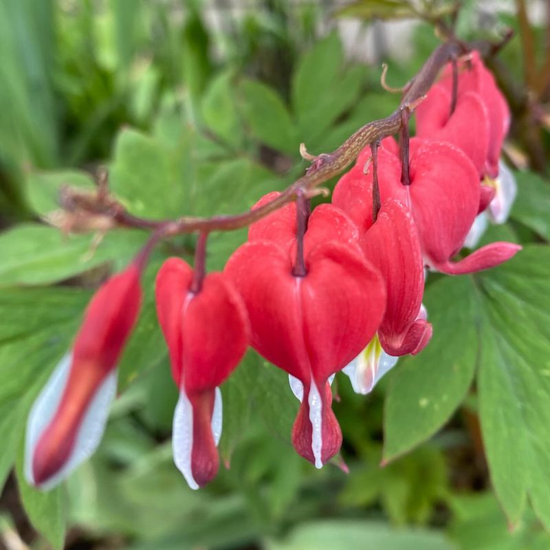 Bleeding Hearts