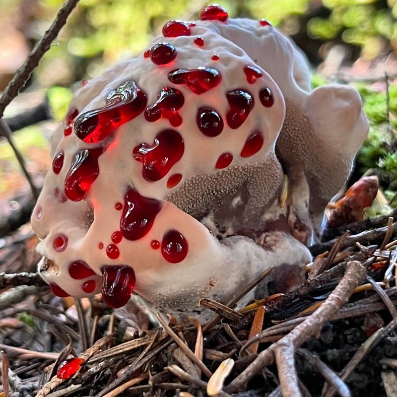 Bleeding Tooth Fungus