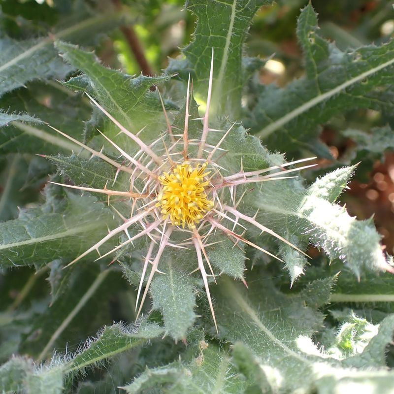 Blessed Thistle