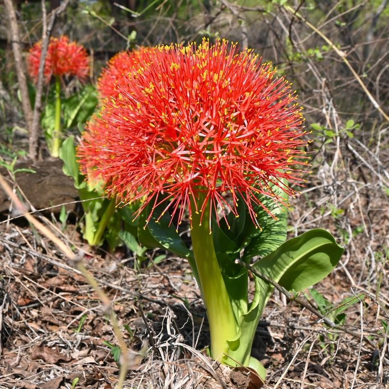 Blood Lily