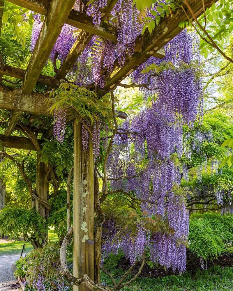 Blooming Wisteria Pergolas