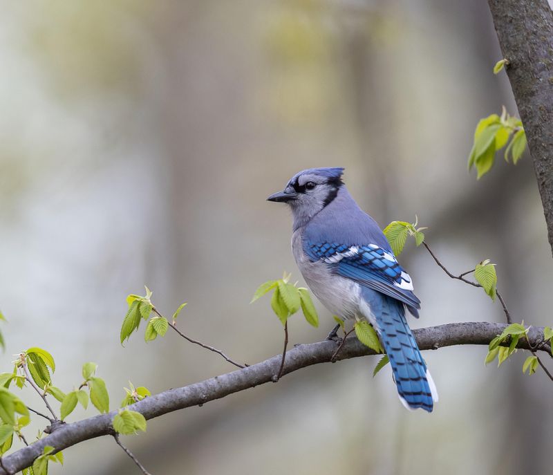 Blue Cardinal