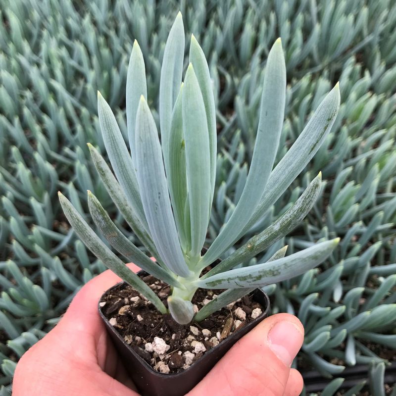 Blue Chalksticks