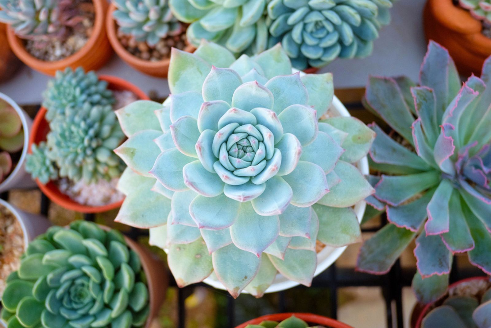 Blue Echeveria