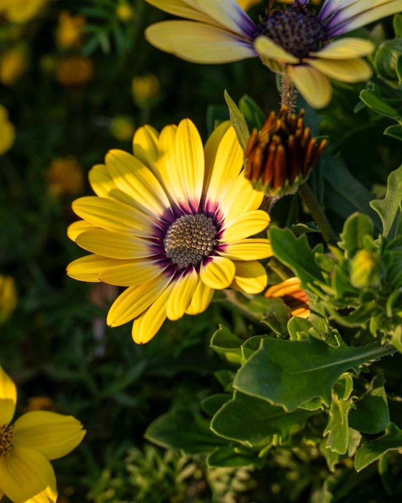 Blue Eyed Daisy