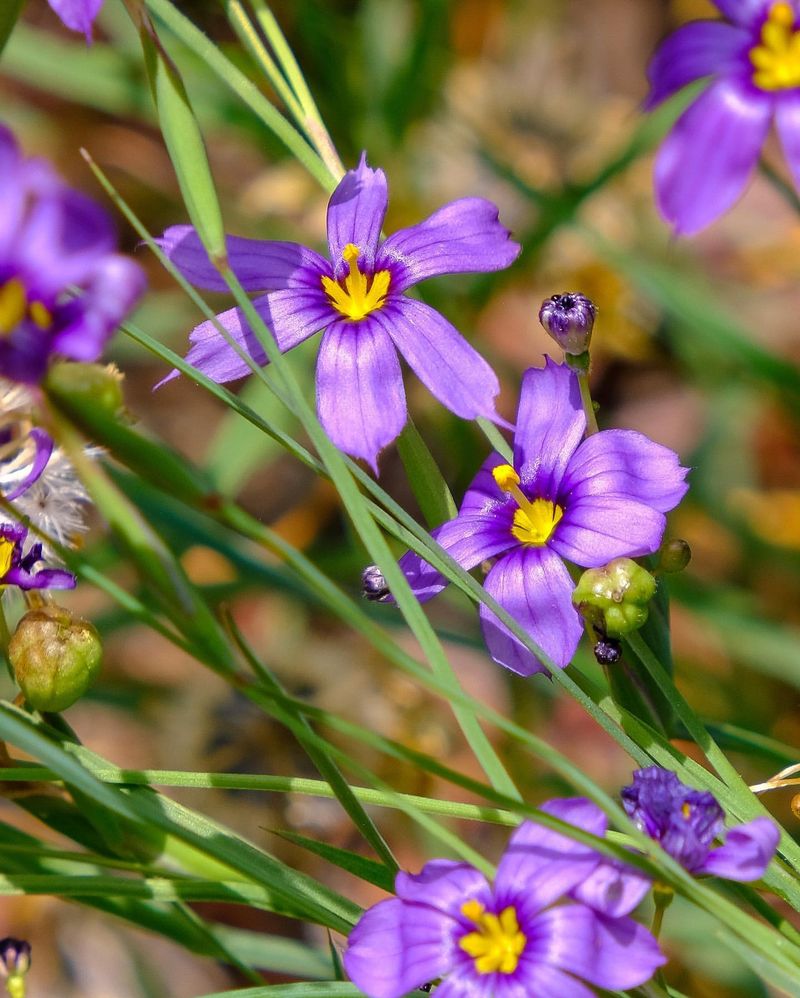 Blue Eyed Grass