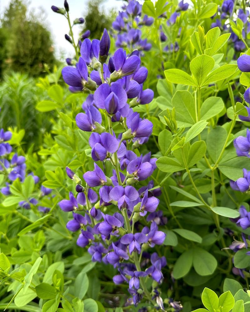 Blue False Indigo