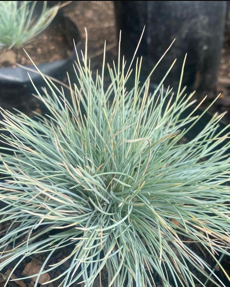 Blue Fescue