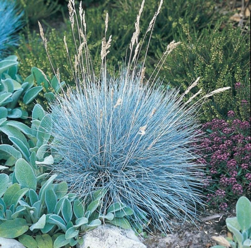 Blue Fescue