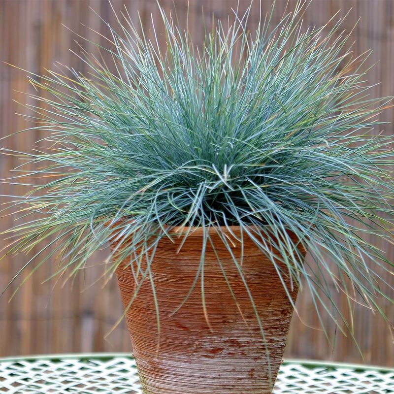 Blue Fescue