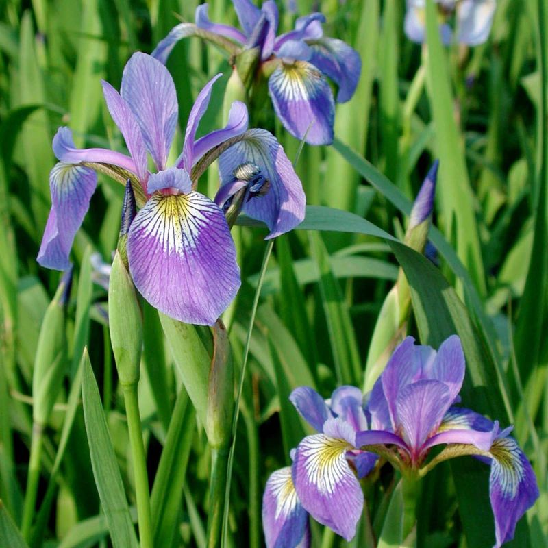 Blue Flag Iris