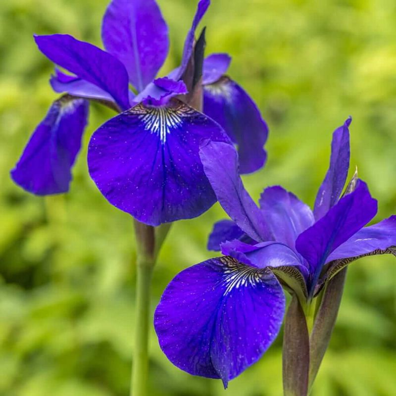 Blue Flag Iris