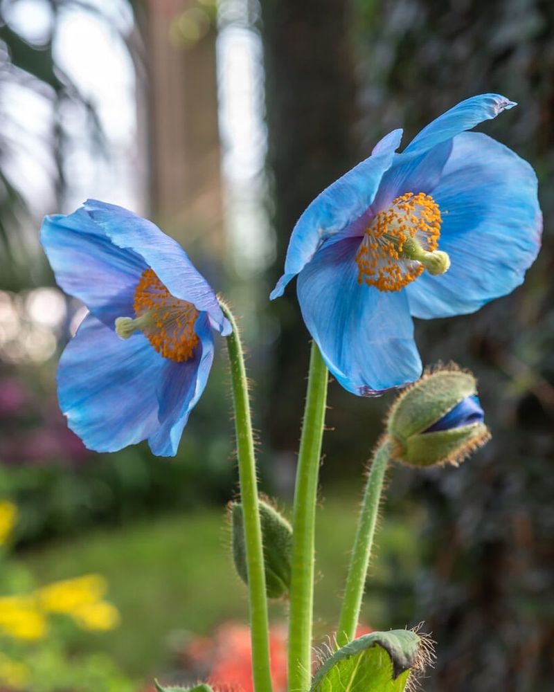 Blue Himalayan Poppy