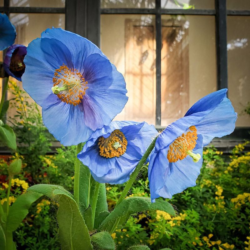 Blue Himalayan Poppy