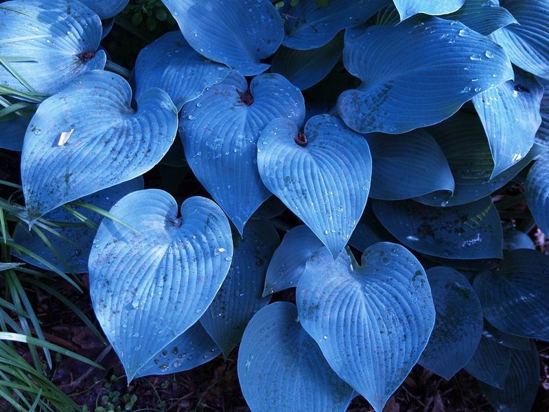 Blue Hosta