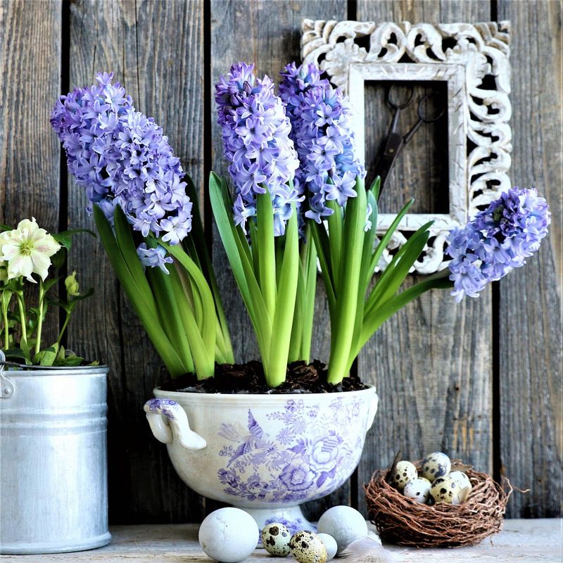 Blue Hyacinth