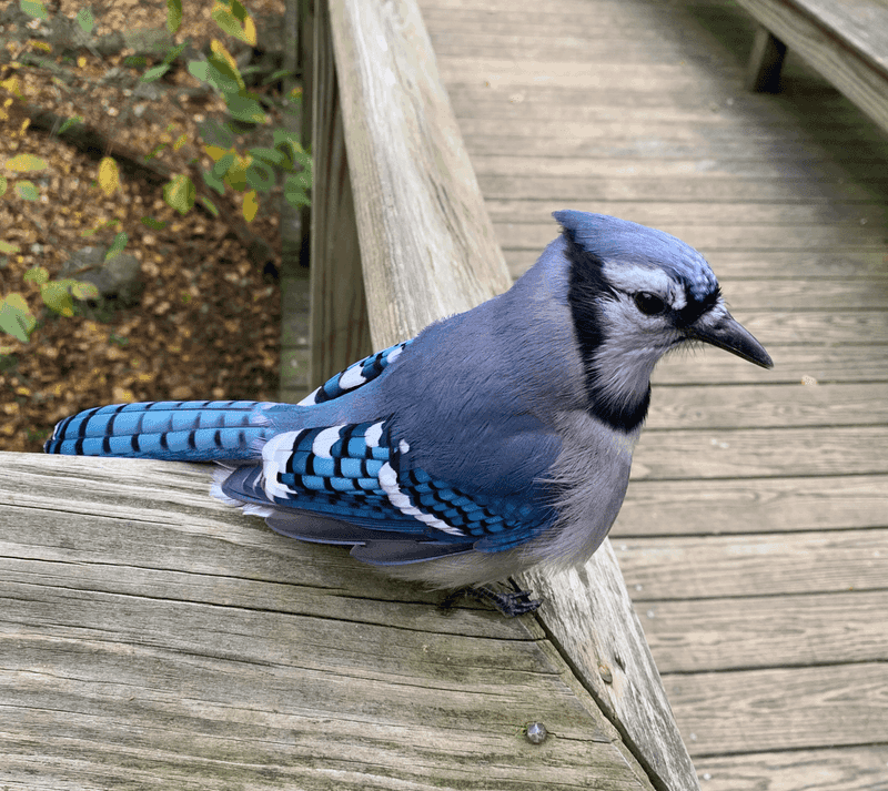 Blue Jay