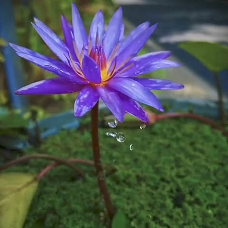 Blue Lotus