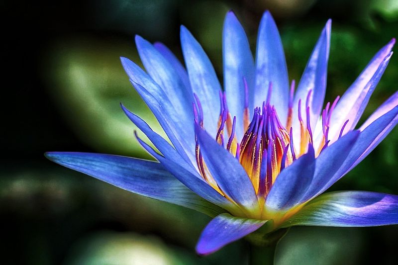 Blue Lotus Vine