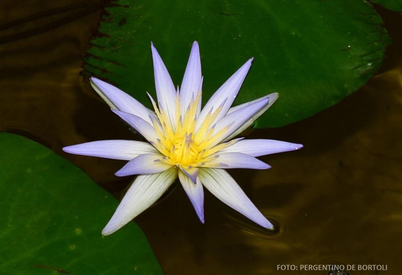 Blue Lotus