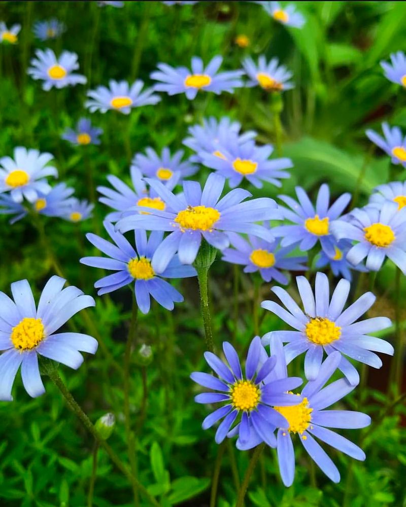 Blue Marguerite Daisy