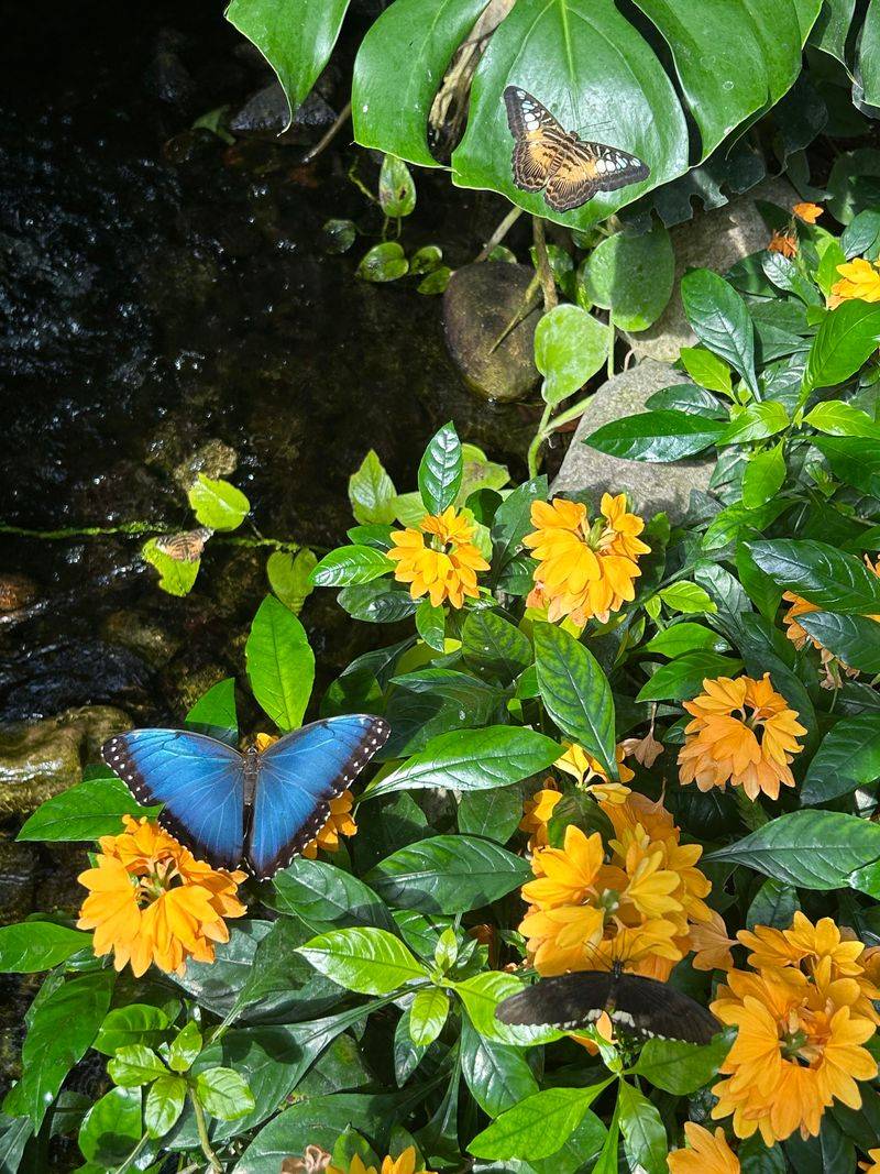 Blue Morpho Butterfly