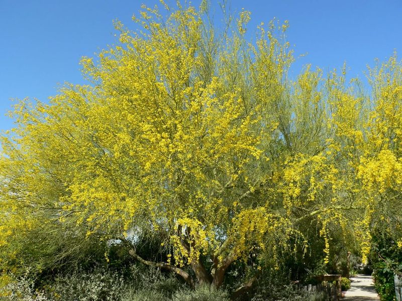 Blue Palo Verde