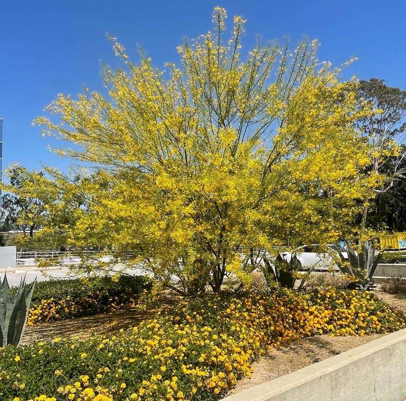 Blue Palo Verde