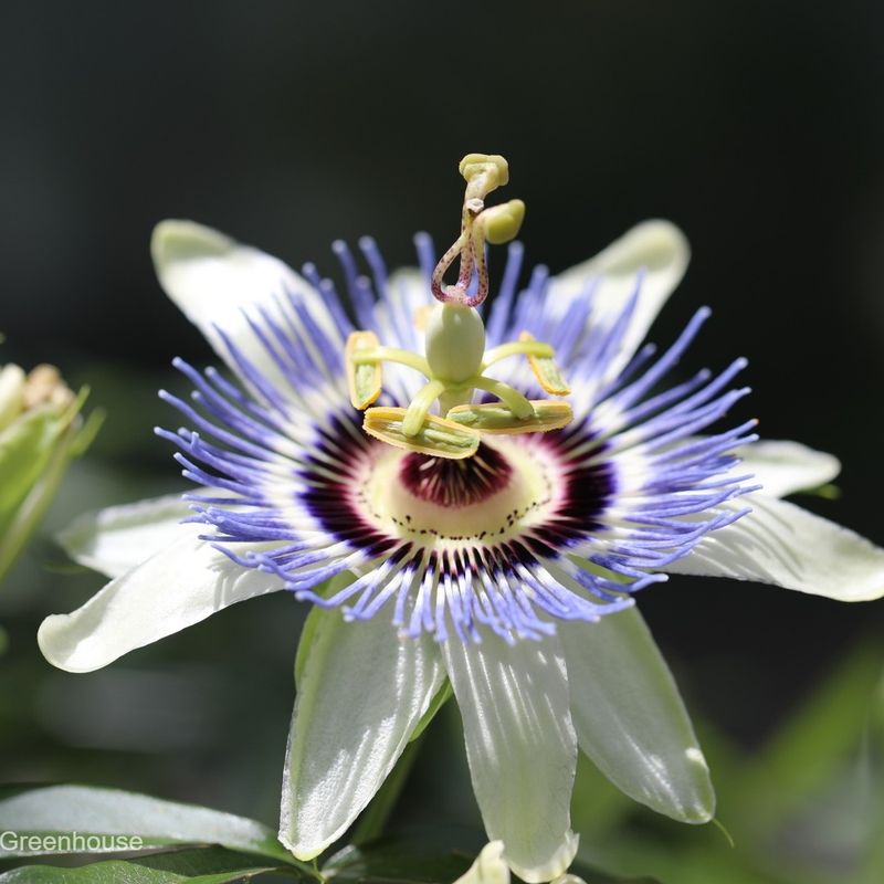 Blue Passionflower