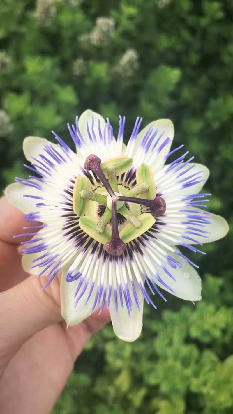 Blue Passionflower