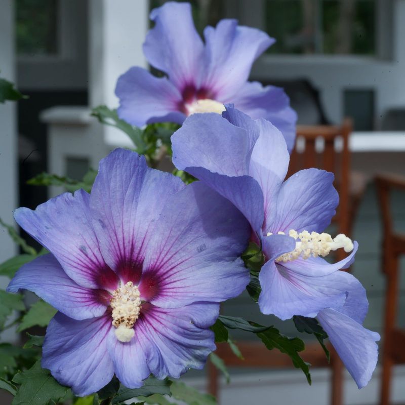 Blue Rose of Sharon