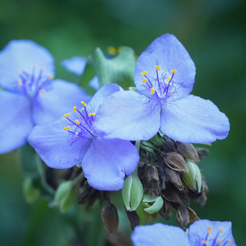 Blue Spiderwort