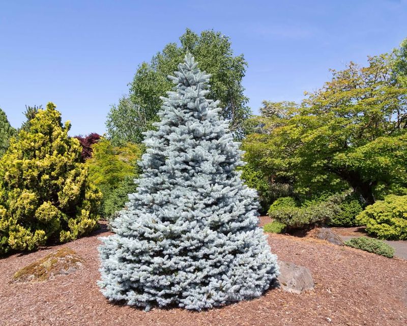 Blue Spruce