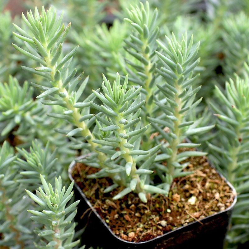 Blue Spruce Sedum