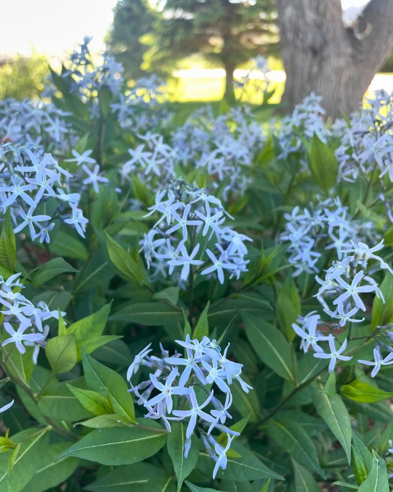 Blue Star Amsonia