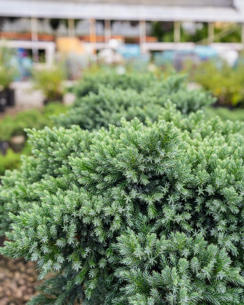 Blue Star Juniper