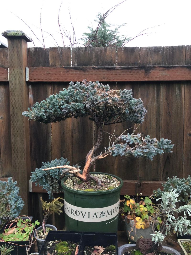 Blue Star Juniper