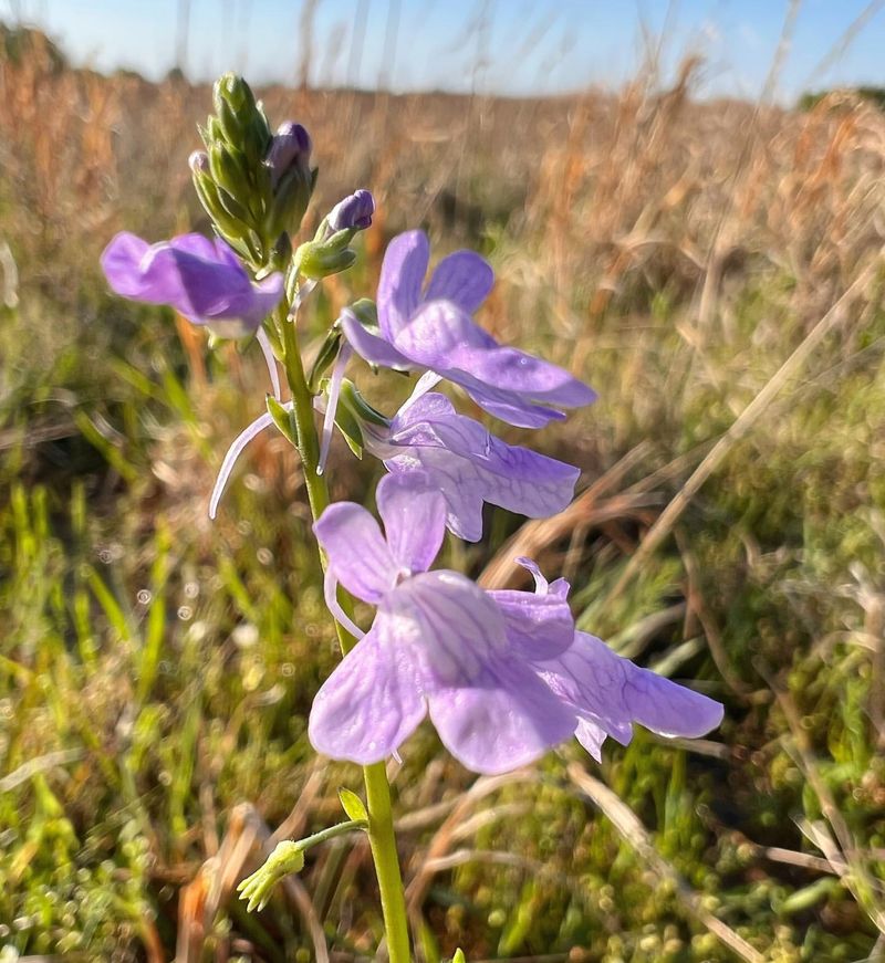 Blue Toadflax