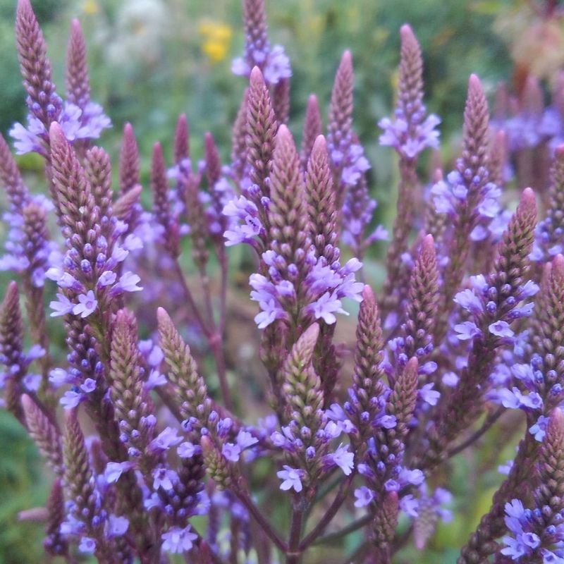 Blue Vervain