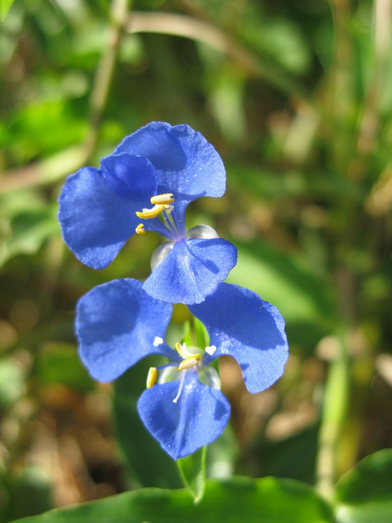 Blue Wandering Jew