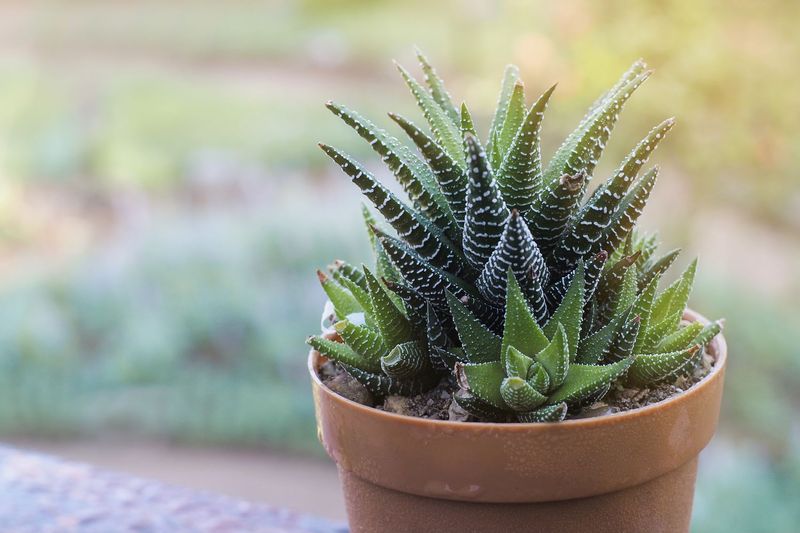 Blue Zebra Cactus