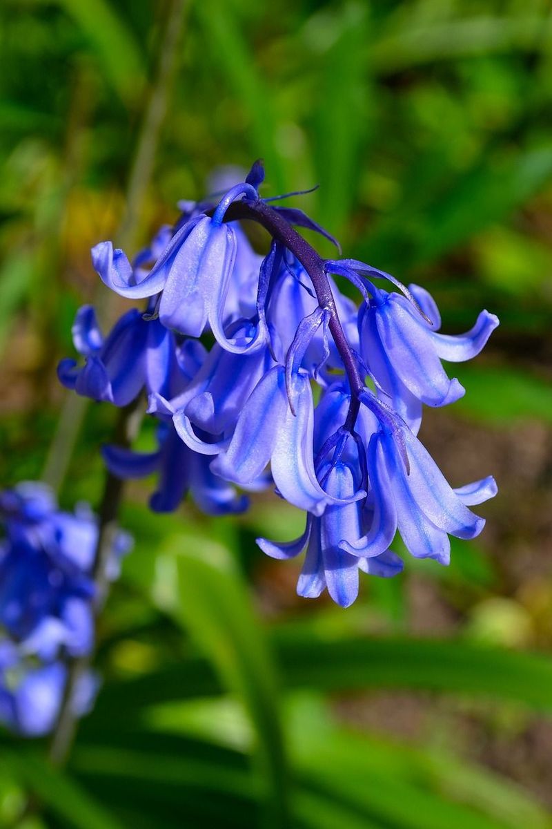 Bluebell