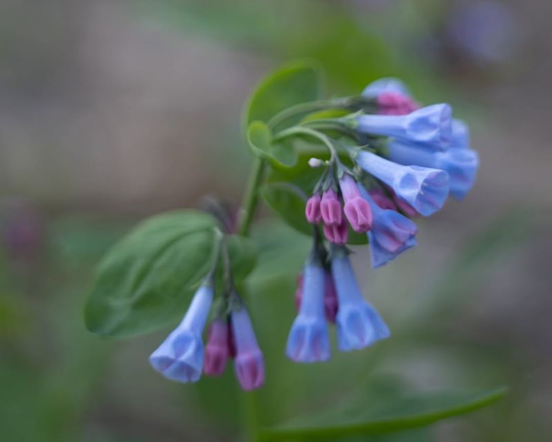 Bluebell