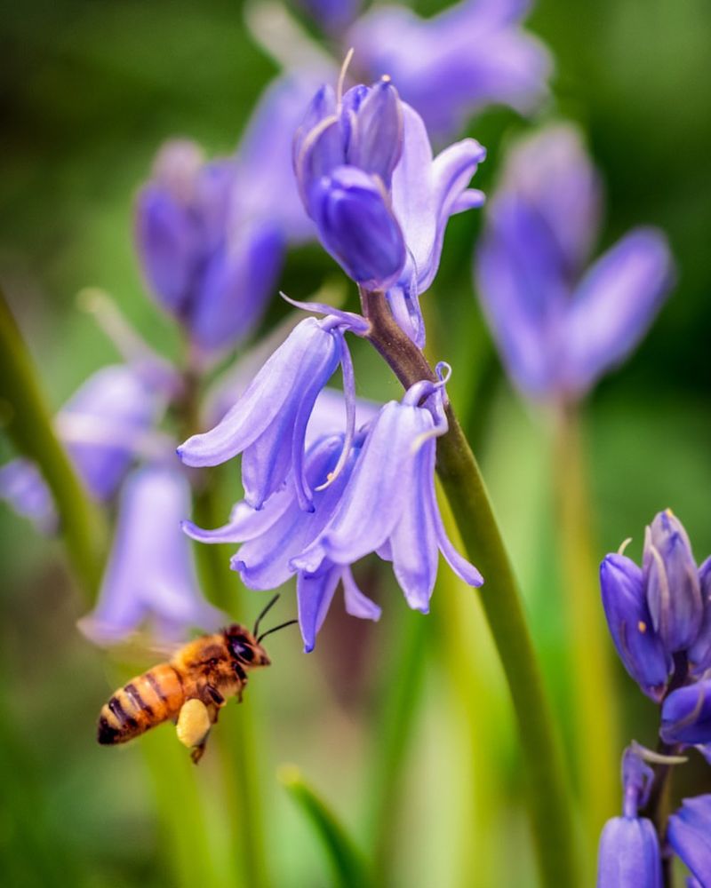 Bluebell (Hyacinthoides non-scripta)