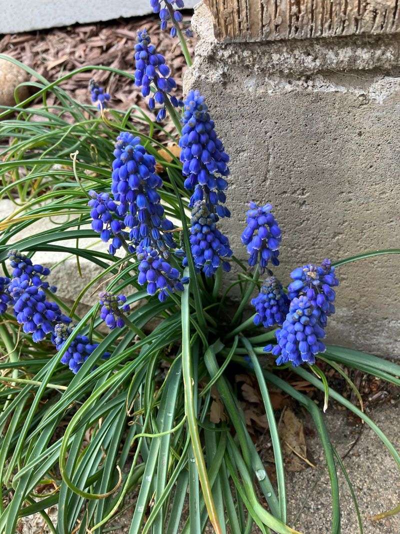 Bluebells