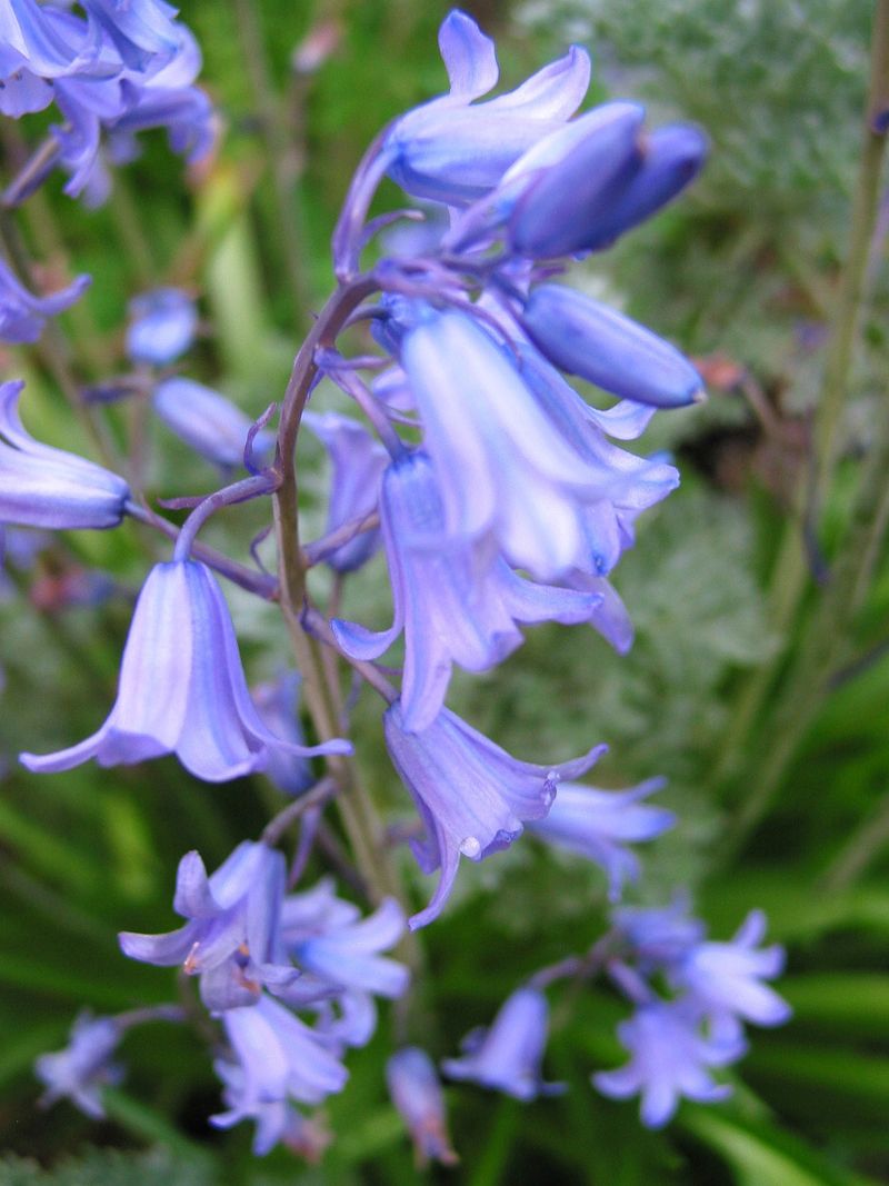 Bluebells