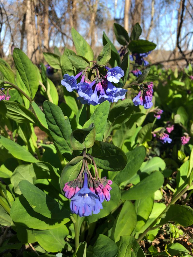 Bluebells