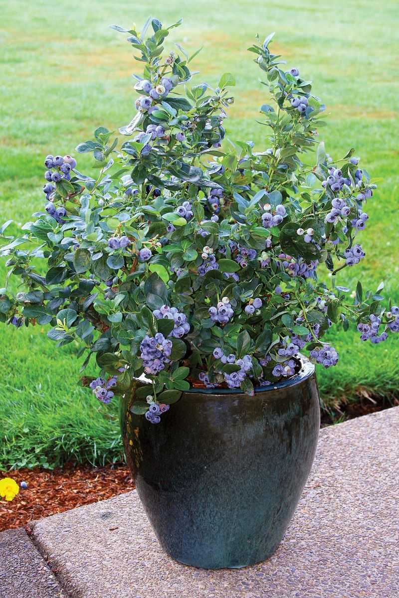 Blueberry Bush