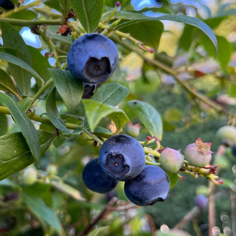 Blueberry Bush