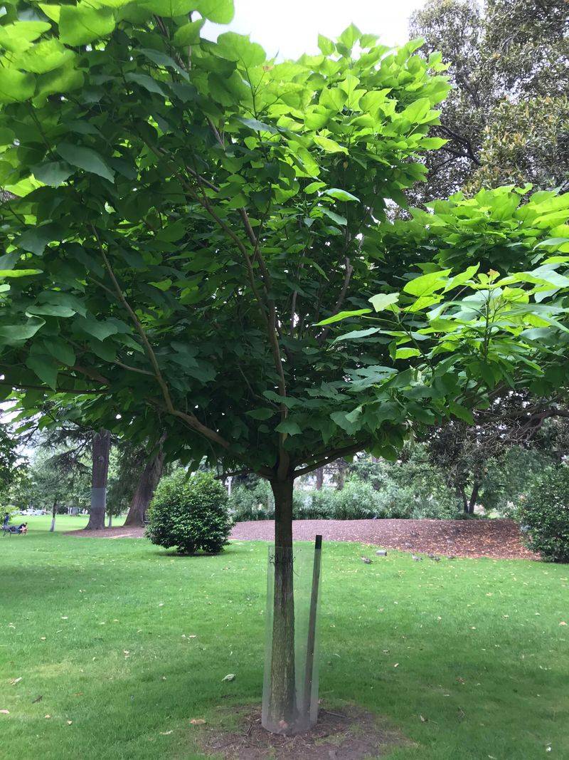 Bodhi Tree